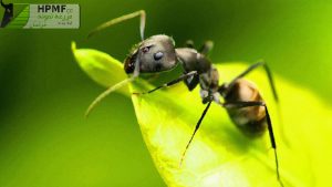 ant