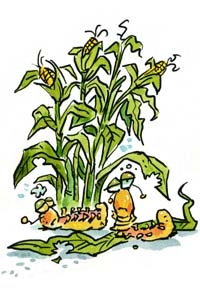 cornandcaterpillar
