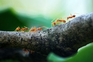 عکس مورچه ها